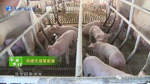 袁湘南猪场爆料视频,揭开养殖业的惊人内幕 第3张 袁湘南猪场爆料视频,揭开养殖业的惊人内幕 第3张